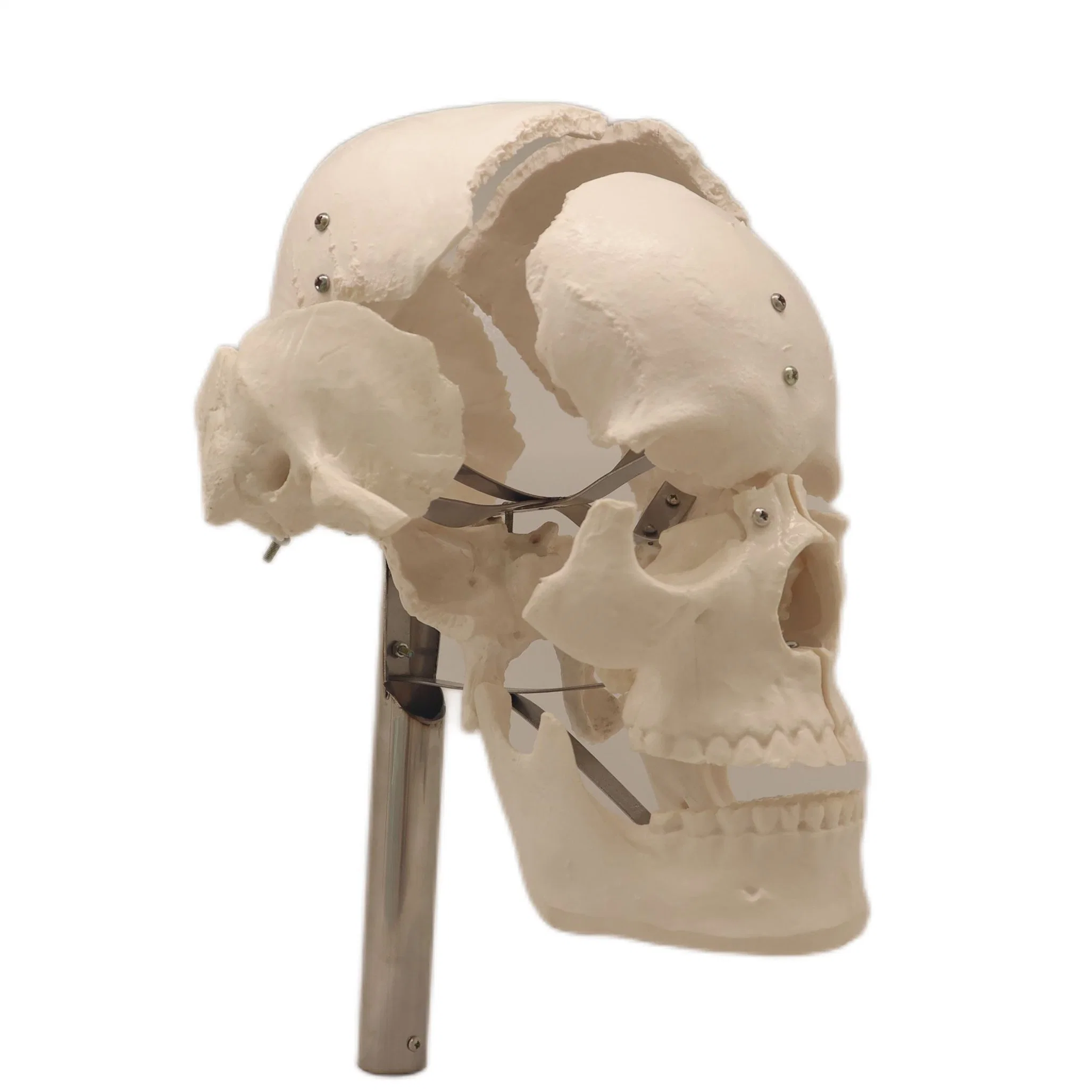 Медицинской модели обучения костей человеческого скелета образец цвета разделены человеческого черепа из ПВХ