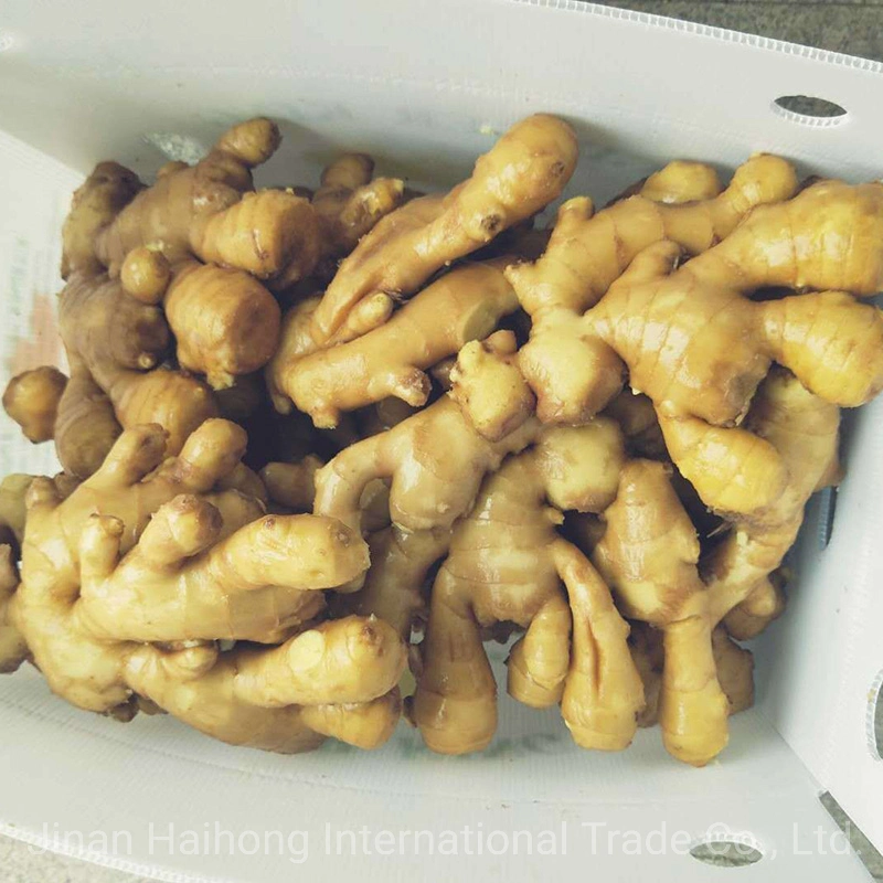 Organic Fresh Dry Ginger Price From Shandong