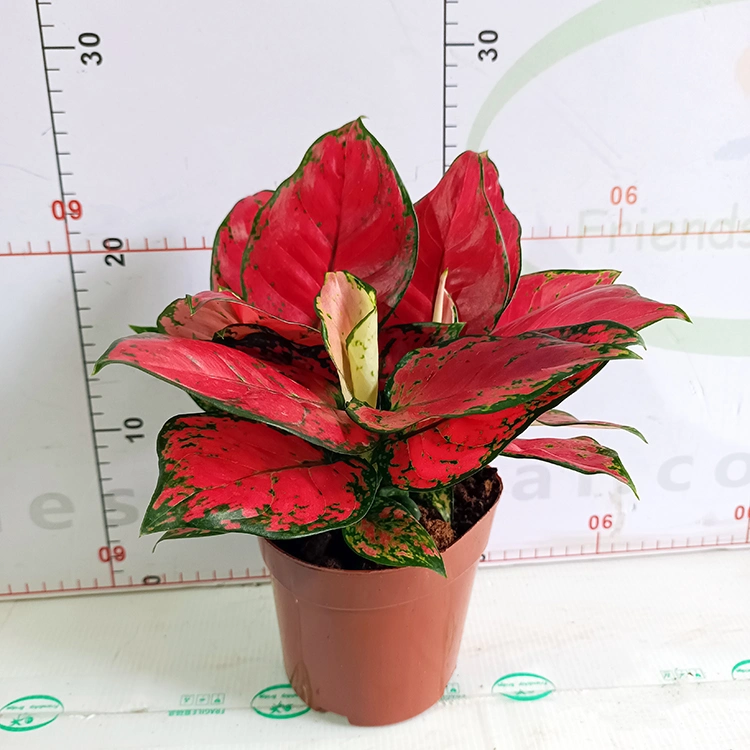 Hot Sale Real Plants Red Ruby Aglaonema