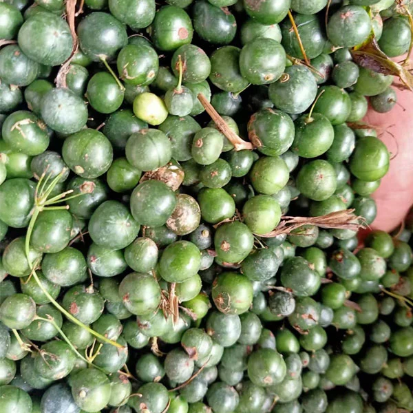 Polygonatum Sibiricum Seeds/Rhizoma Polygonati Seeds