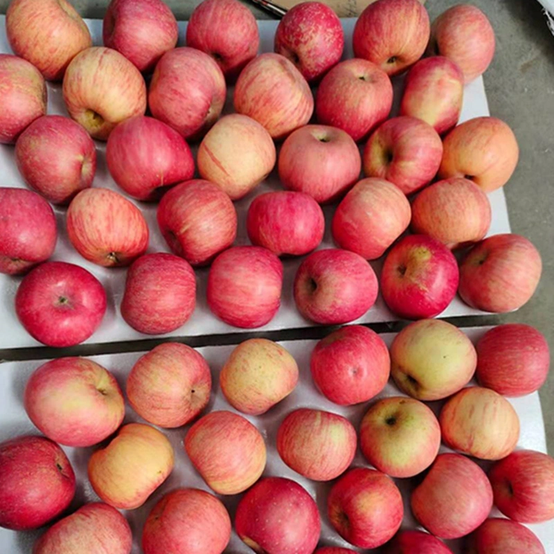 Una buena calidad de manzana Fuji