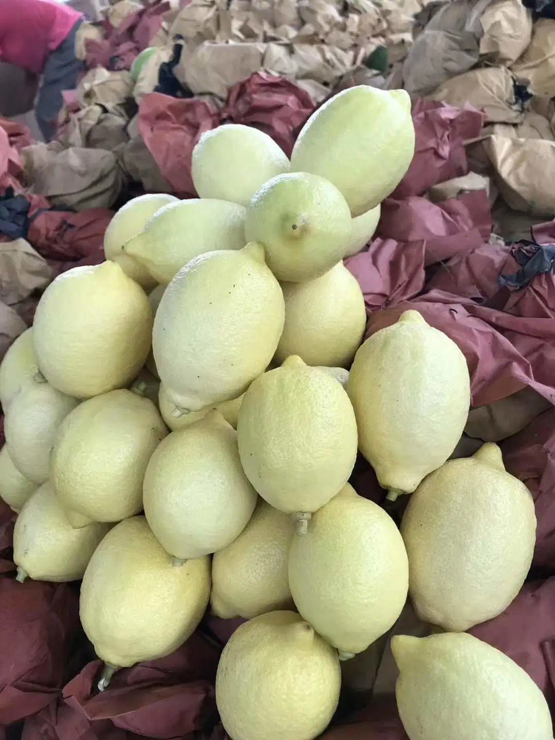 Amarelo limão Fresco Natural chinês frutos para venda 2022