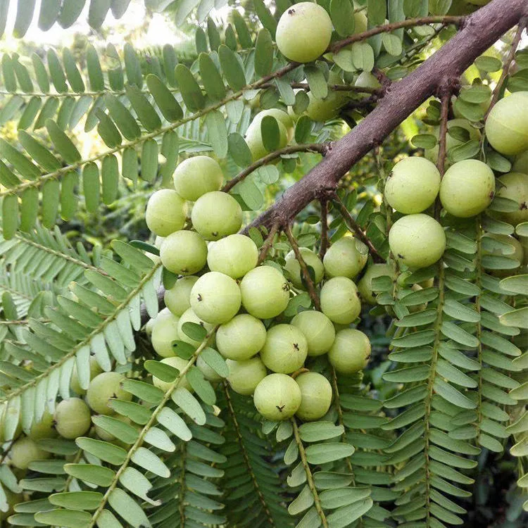 Herbes naturelles soin des cheveux plante Phyllanthus Emblica myrobalan séché de groseille de chèvre Fruit Amla