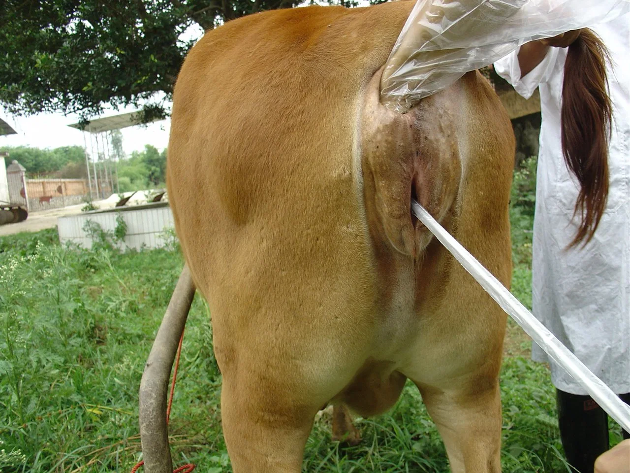 Veterinary Products Ai Sheath for Cow Insemination From China