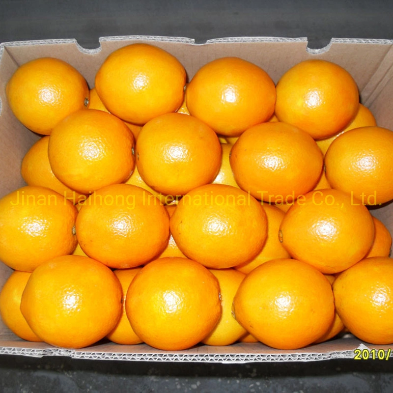 Fresh Chinese Decilious Navel Orange with More Juicy Fruit