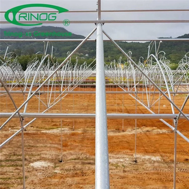 High Efficient Hot Galvanized Pipe Frame Multi-span Film Greenhouse With Hydroponic Growing System for Sale