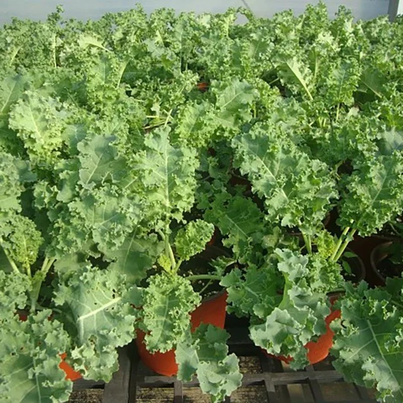 Breite Liangyun Frontale Kale Samen, Brassica Oleracea Var. Sabellica L.