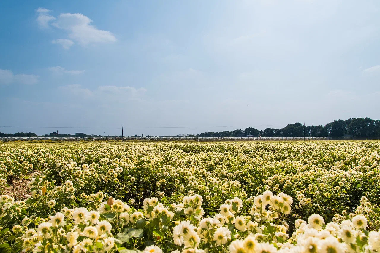 Heißer Verkauf Natürliche Chinesische Kräuter Getrocknete Hängen White Chrysanthemum Blume