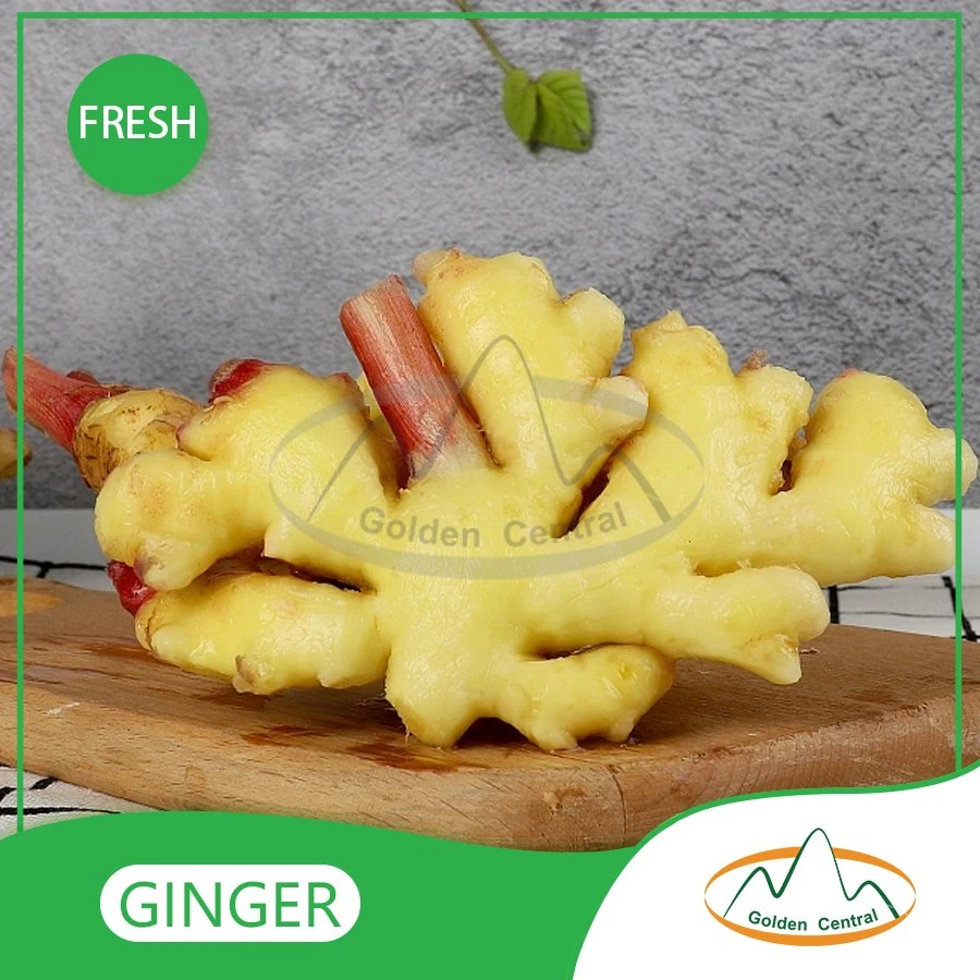 Wholesale/Supplier Fresh Mature Spicy Ginger / Pure Ginger