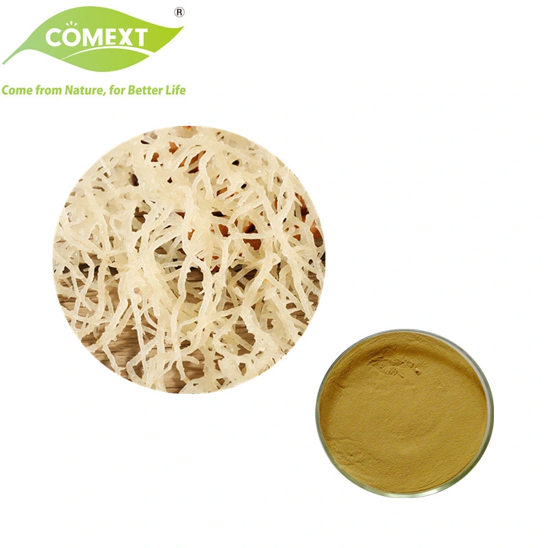 Producto de la salud Comext aditivos alimentarios a base de hierbas Mayorista/Proveedor Chondrus crispus Extracto de musgo irlandés carragenina Extracto de musgo