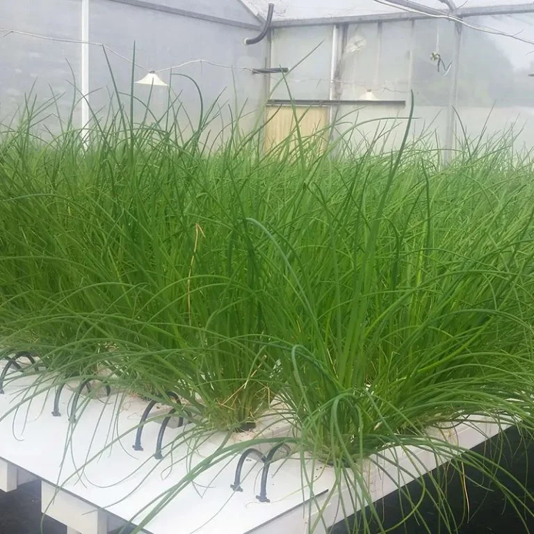 El cultivo hidropónico Nft agrícola cada vez mayor de canal para hortalizas