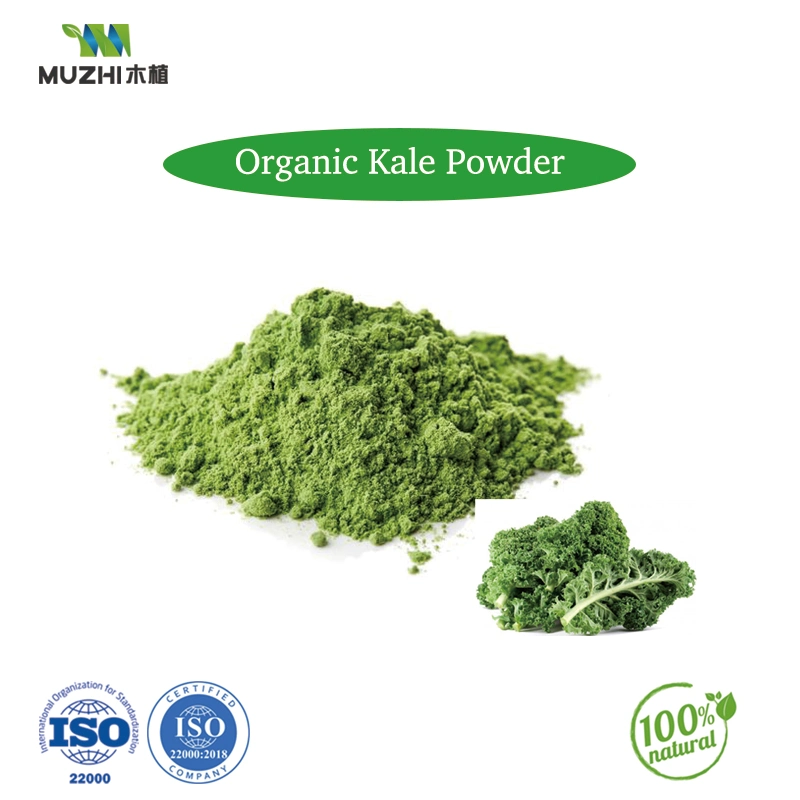 Matcha Powder Natural Herbal Plant Extract