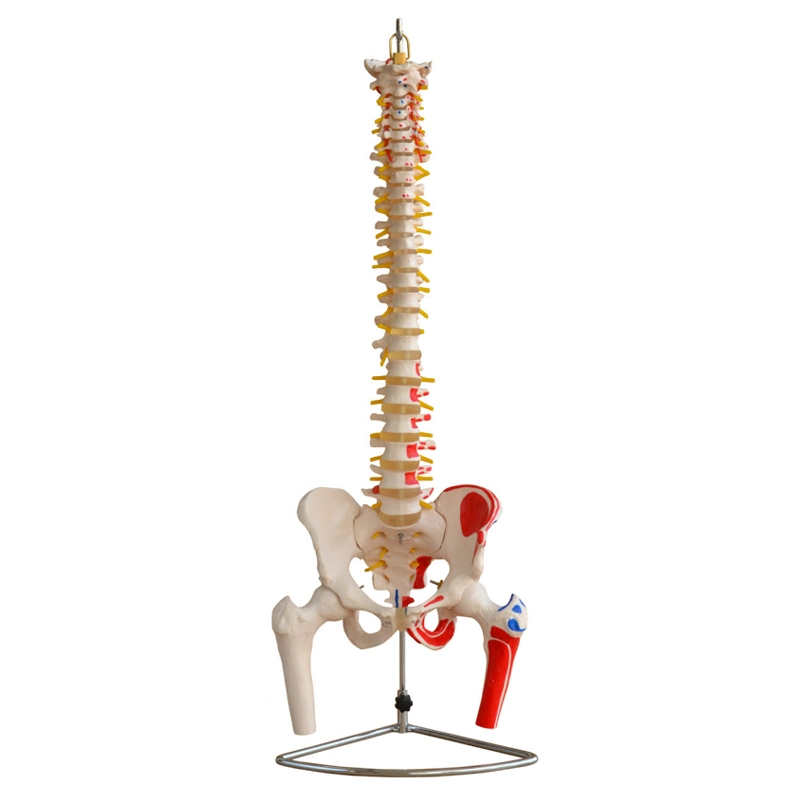 Didactic Vertebral Column Anatomical Spine Model