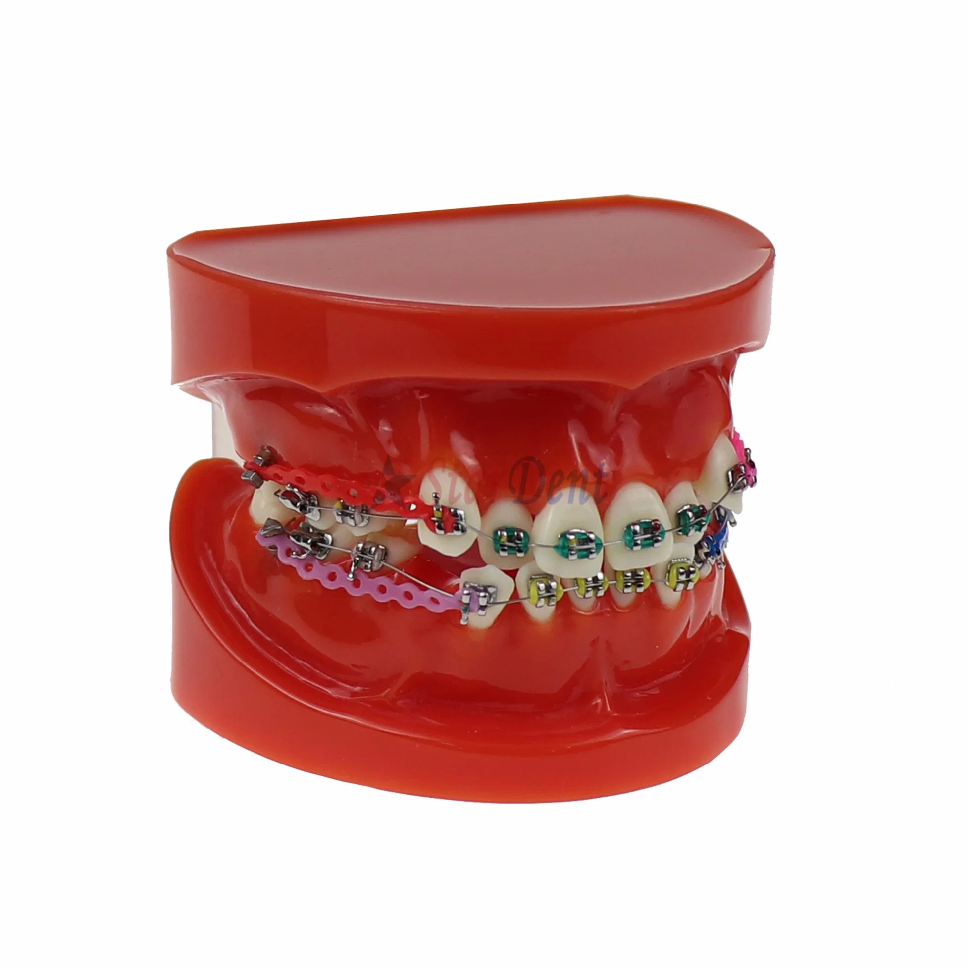 Dental Teeth Orthodontic Demonstration Model Typodont Teaching Studying, Explaining Model for Adult and Children