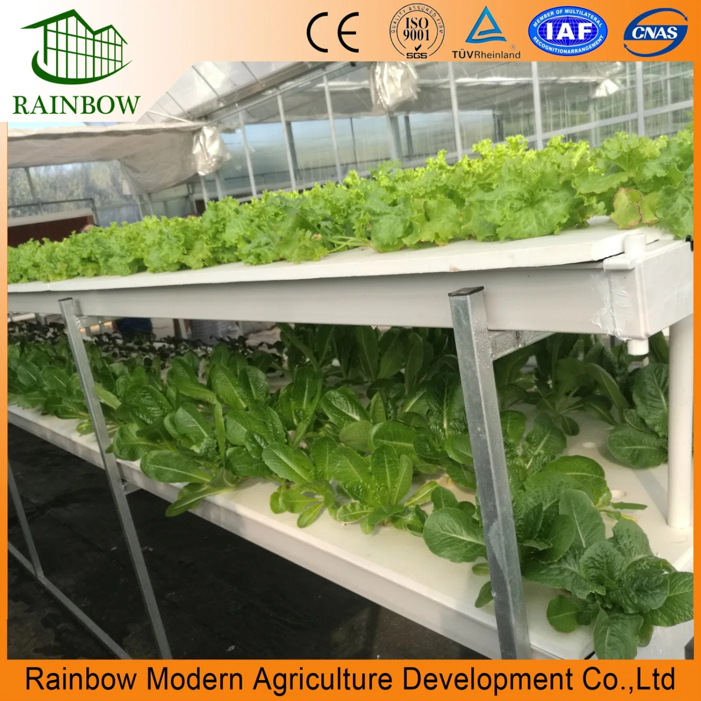 Dwc Nft Floating Hydroponics Culture System for Pakchoi