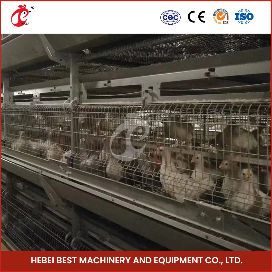 Bestchickencage H Frame Broiler Cages China Chiken Coop Factory Long Service Life Chicken Coop for Meat Birds