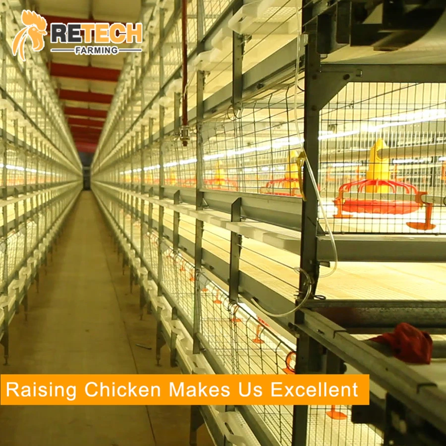 H Type Automatic Broiler Chicken Cage for Pullet and Broiler in Tanzania