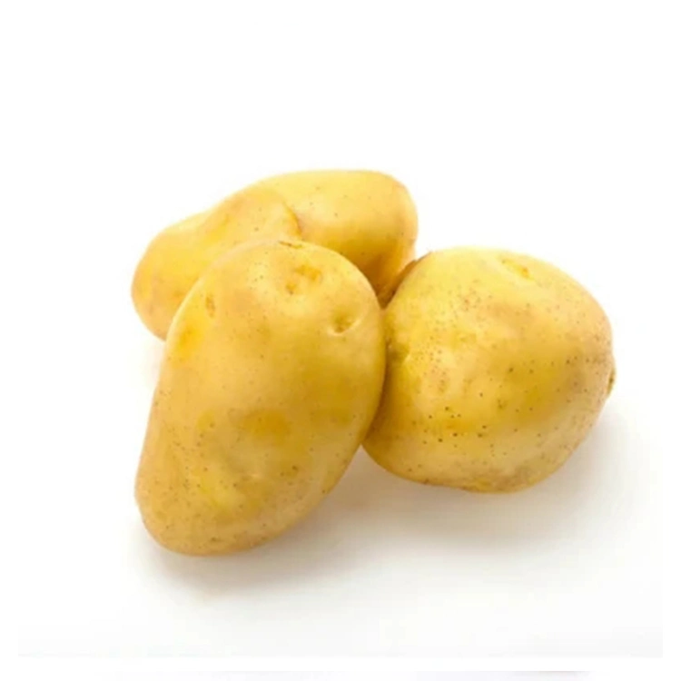 Fresh Big Potato Positive Potato