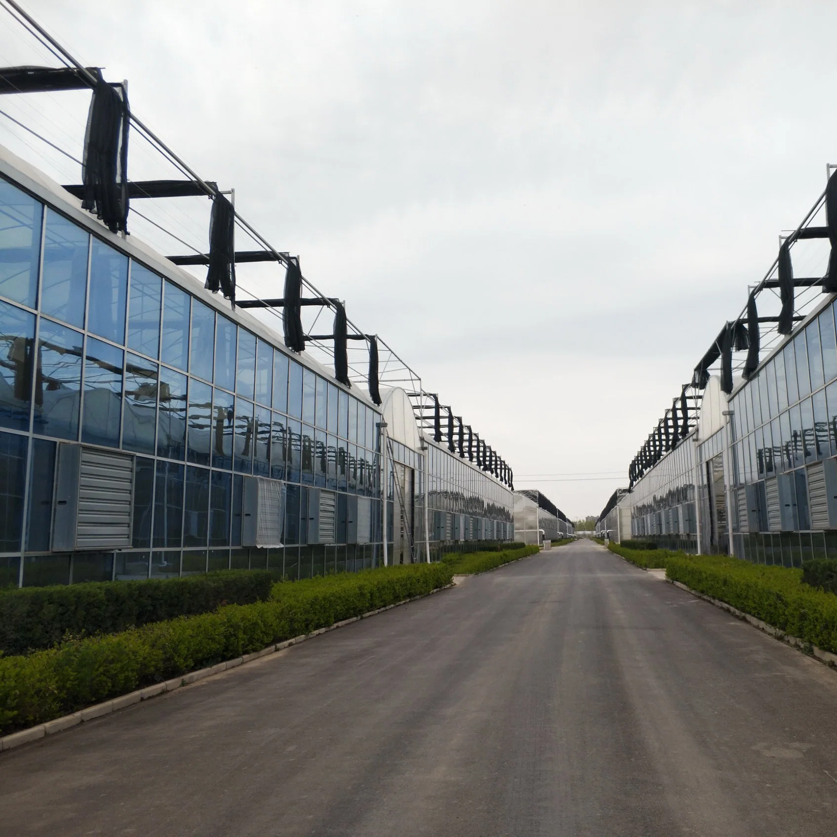 Venlo Type Glass Greenhouse for Commercial