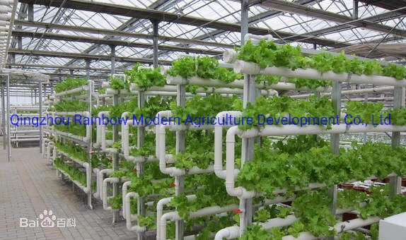 Flower Tomato Babay Leaves Ornamental Veg Babay Green Hydroponic Bed