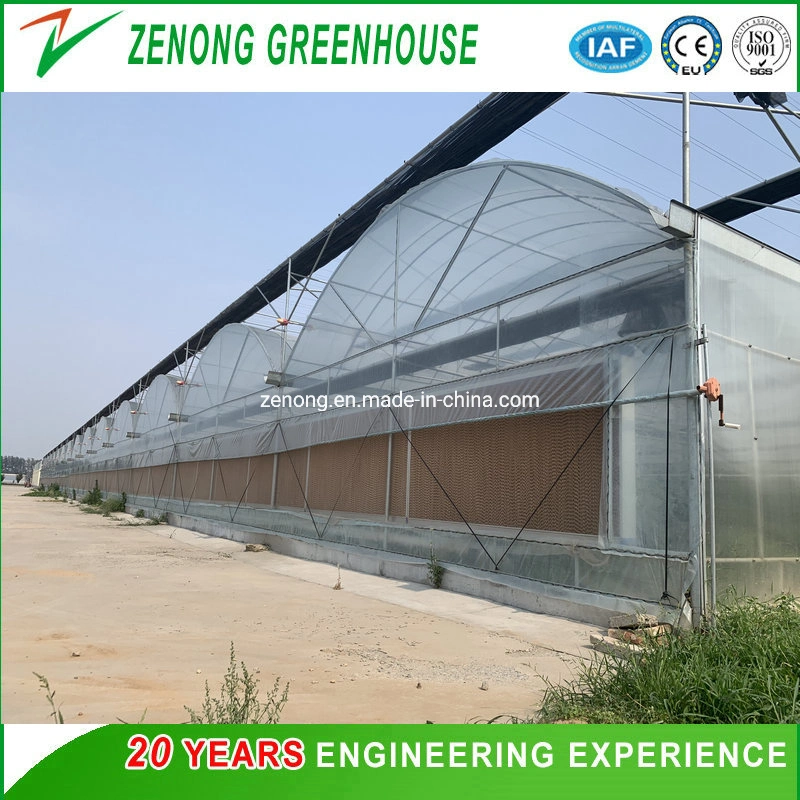 Hot DIP Galvanized Steel Frame Multi Span Glass Greenhouse for Sightseeing Restaurant