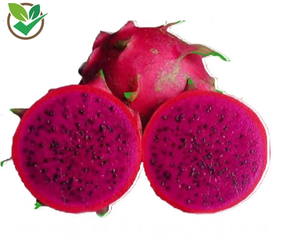 Pitaya Powder Natural Water Soluble Dragon Fruit Extract Powder