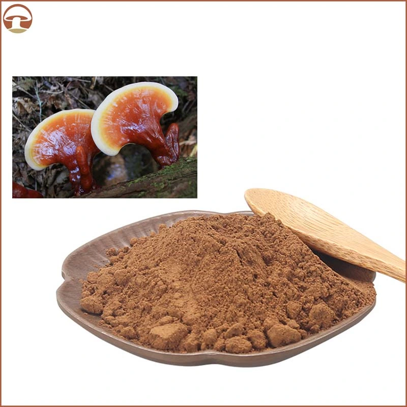 Polvo de champiñones Reishi polvo de pavo Extracto de champiñones Ganoderma Lucidum Mushroom Extraer mezclas