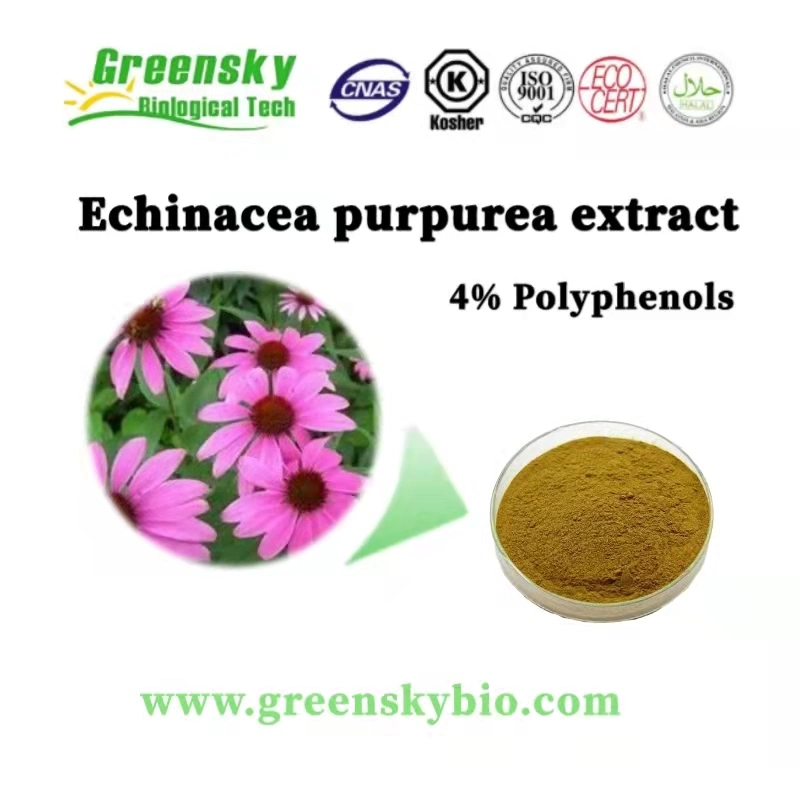 Extracto de hierbas extractos vegetales de hierba perenne de Compositae Echinacea Purpurea Extract un 4% Polifenoles polvo amarillo marrón mejorar el sistema inmunológico