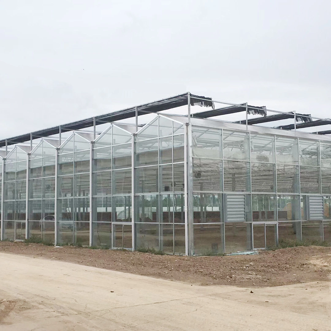 Large Size Hydroponics System Venlo Type Multi-Span Commercial Glass Production Greenhouse for Flower/Fruit/Vegetables