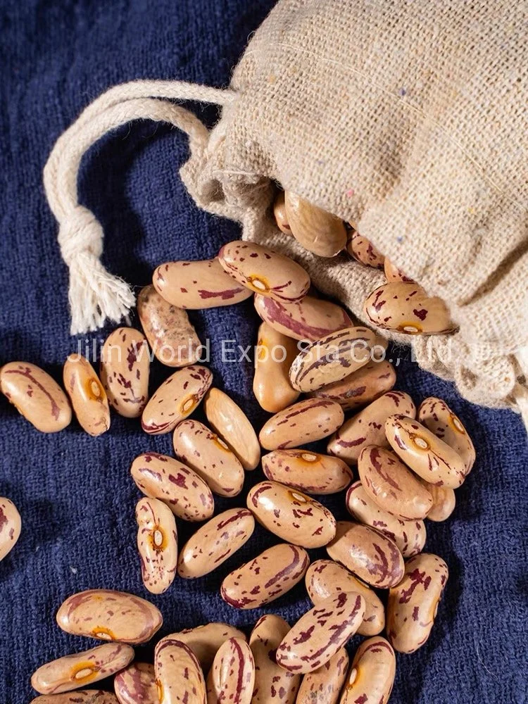 Wholesale/Supplier Dried Light Speckled Kidney Beans (LONG SHAPE) 180-190 for Food