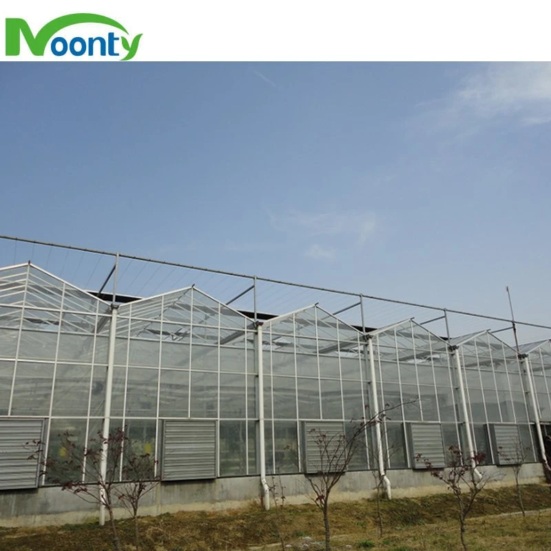New Design Modern Multi-Span Venlo Glass Greenhouse Used for Sale