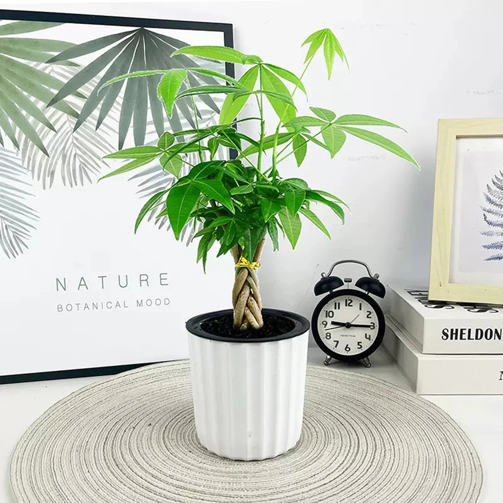 35cm Five-Braided Pachira Aquatica Money Tree Plant Indoor Real Live Plants Wholesale/Supplier