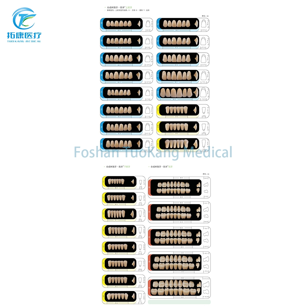 Dental Technical Product Synthetic Resin Teeth S3 L5 False Teeth