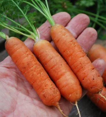 Frutas de dedo pequeño saludable semillas de zanahoria crujiente y dulce