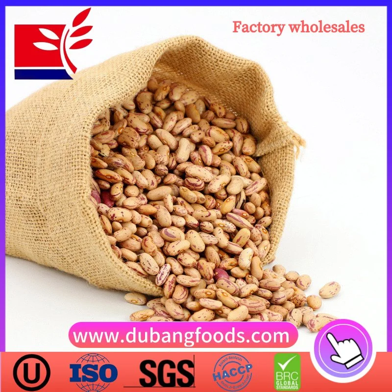 Wholesale Dried Light Speckled Kidney Beans (LONG SHAPE) 180-190 for Food