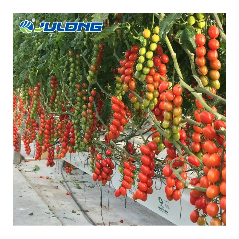 Multi-Span serres agricoles Projet clé en main avec système de la culture hydroponique et système d'irrigation pour la tomate et fraises et de légumes la plantation