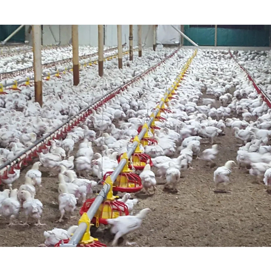 Ferme avicole de l'équipement du système de collecte des revêtements de sol pour les poulets à griller avec alimentation automatique ligne Pan
