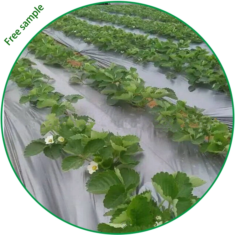 3 Layers Co-Extrusion Composite Blow Molding Plastic Mulching Film for Agricultural Greenhouse