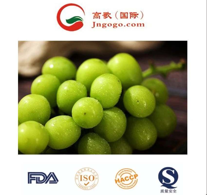 Armazenamento alimentos orgânicos Embalagem peso origem tipo qualidade tamanho grau Uvas Muscat Shine