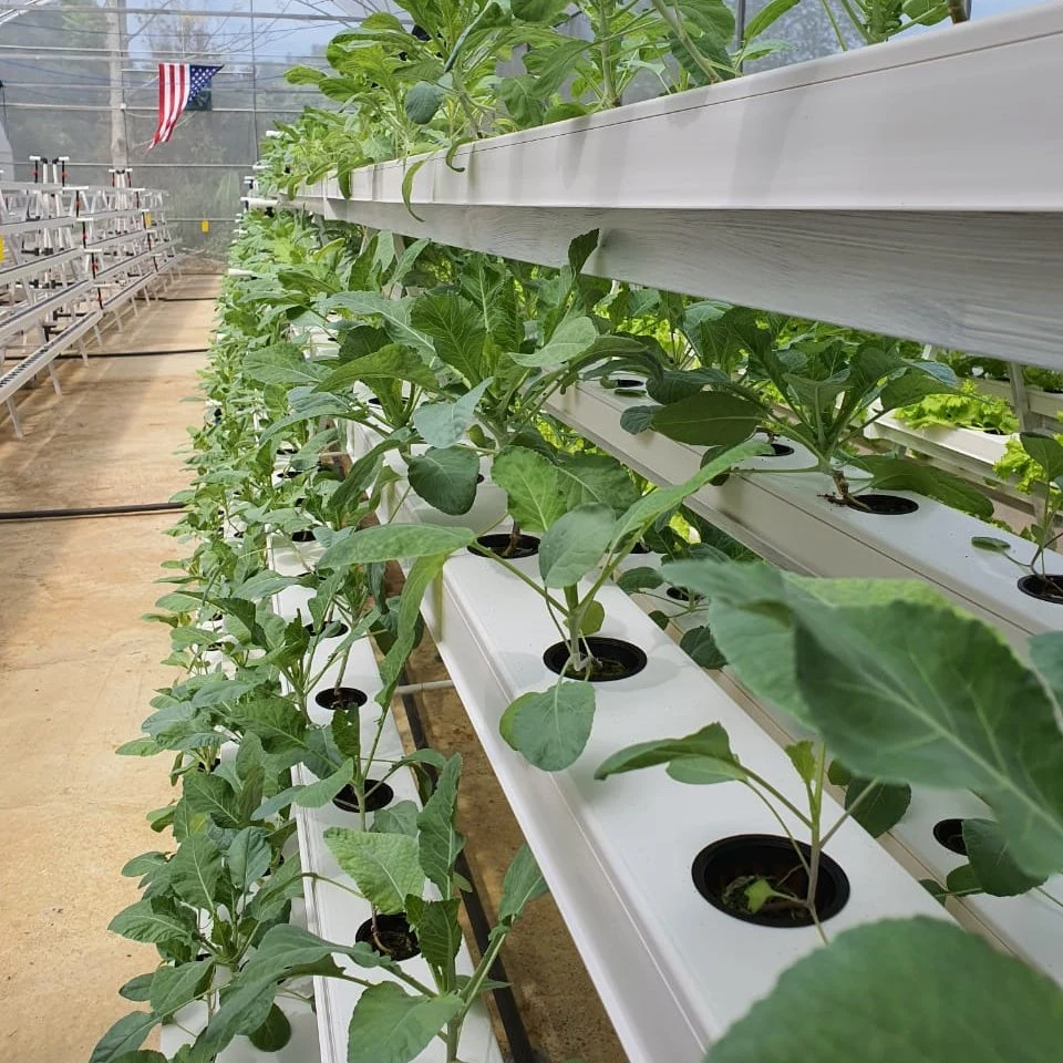 Hydroponics Comercial El cultivo de hortalizas de invernadero sistema NFT