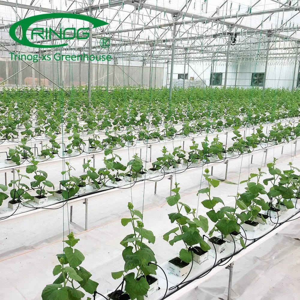 Multi-Span Film Greenhouse with Cultivation Hydroponics System For Vegetable
