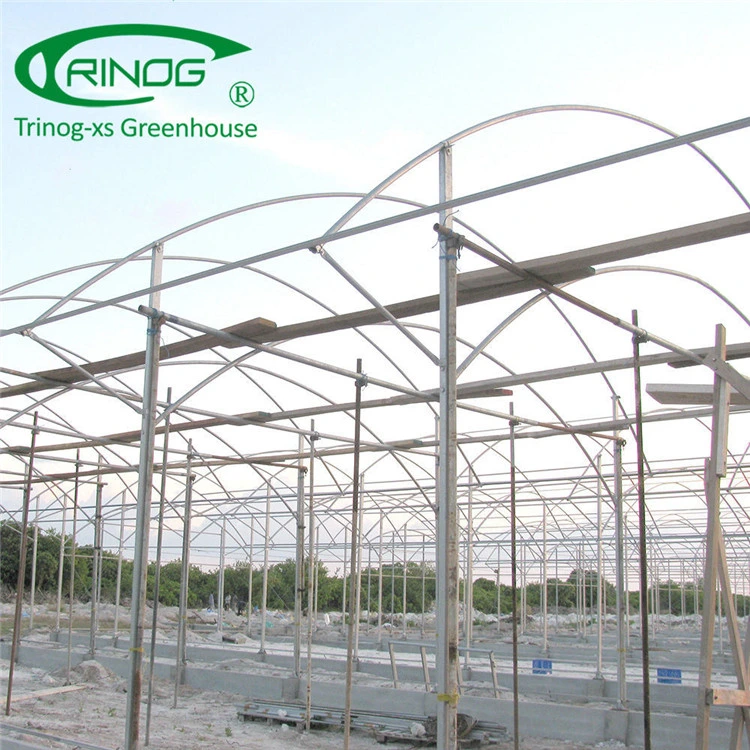 Hot Sale Agricultural Single Span Film Greenhouse for Vegetables