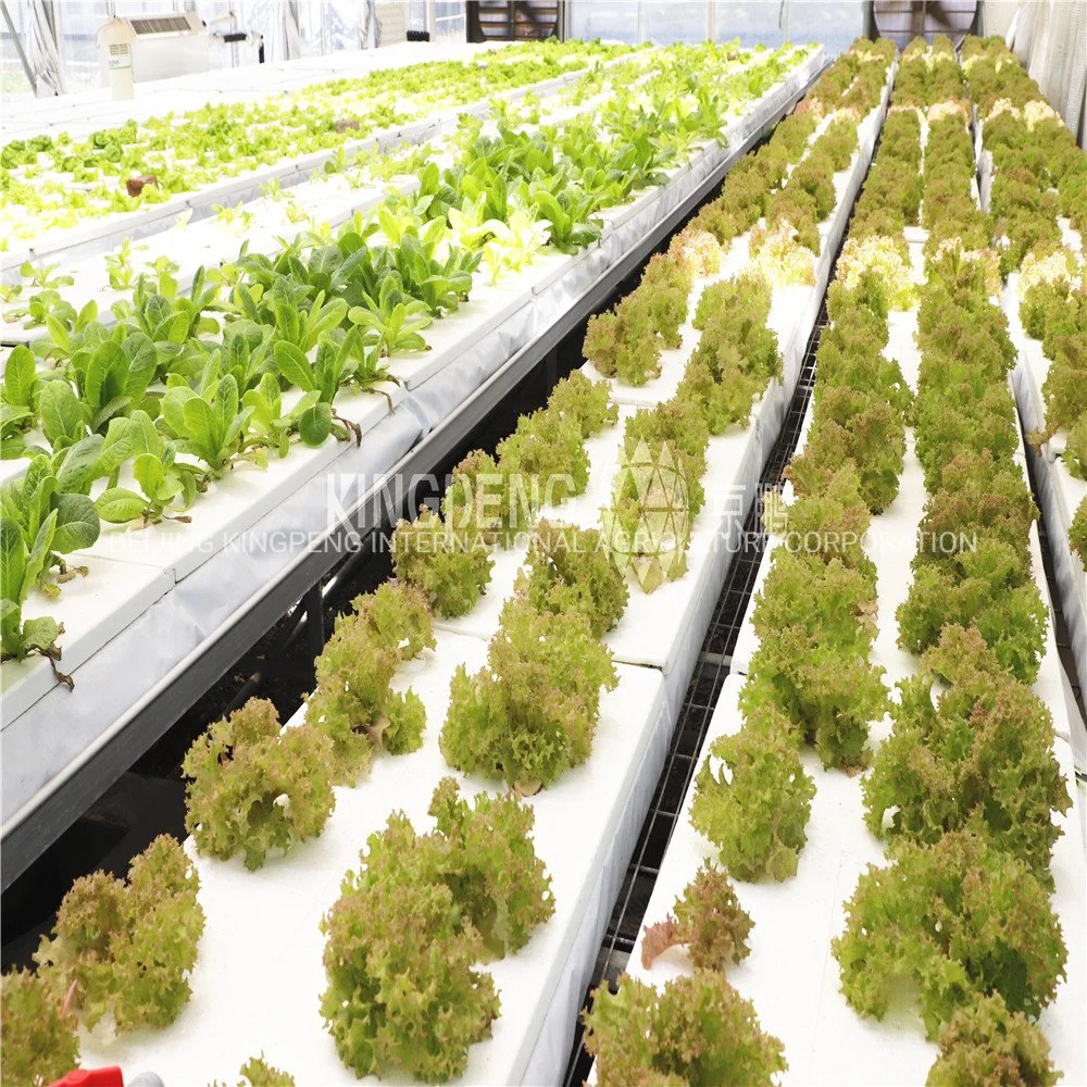 Hydroponic Multi-Layer System for Vegetables\Leaf Vegetable