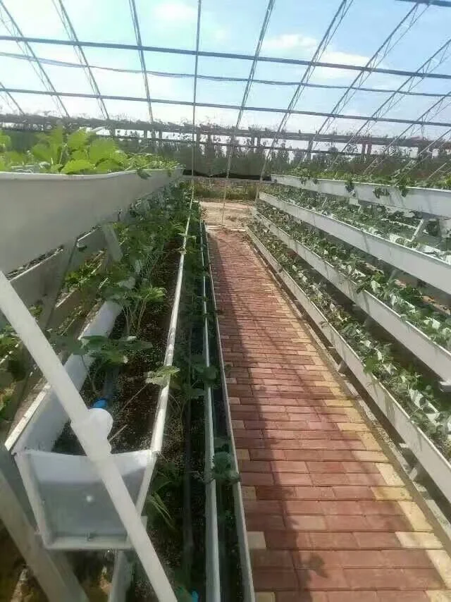 Nft Gully Hydroponic Greenhouse for Sale Growing System Strawberry Gutter