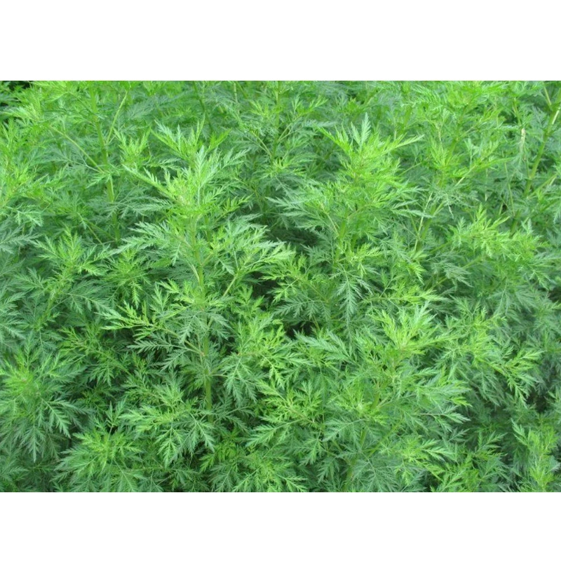 Extracto de Artemisia annua 98% polvo de Artemisinina CAS 63968-64-9