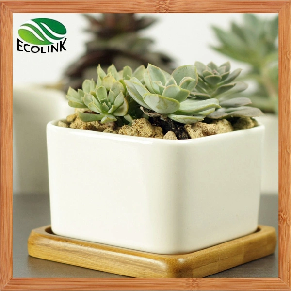 Various Ceramic Succulent Pot with Bamboo Tray