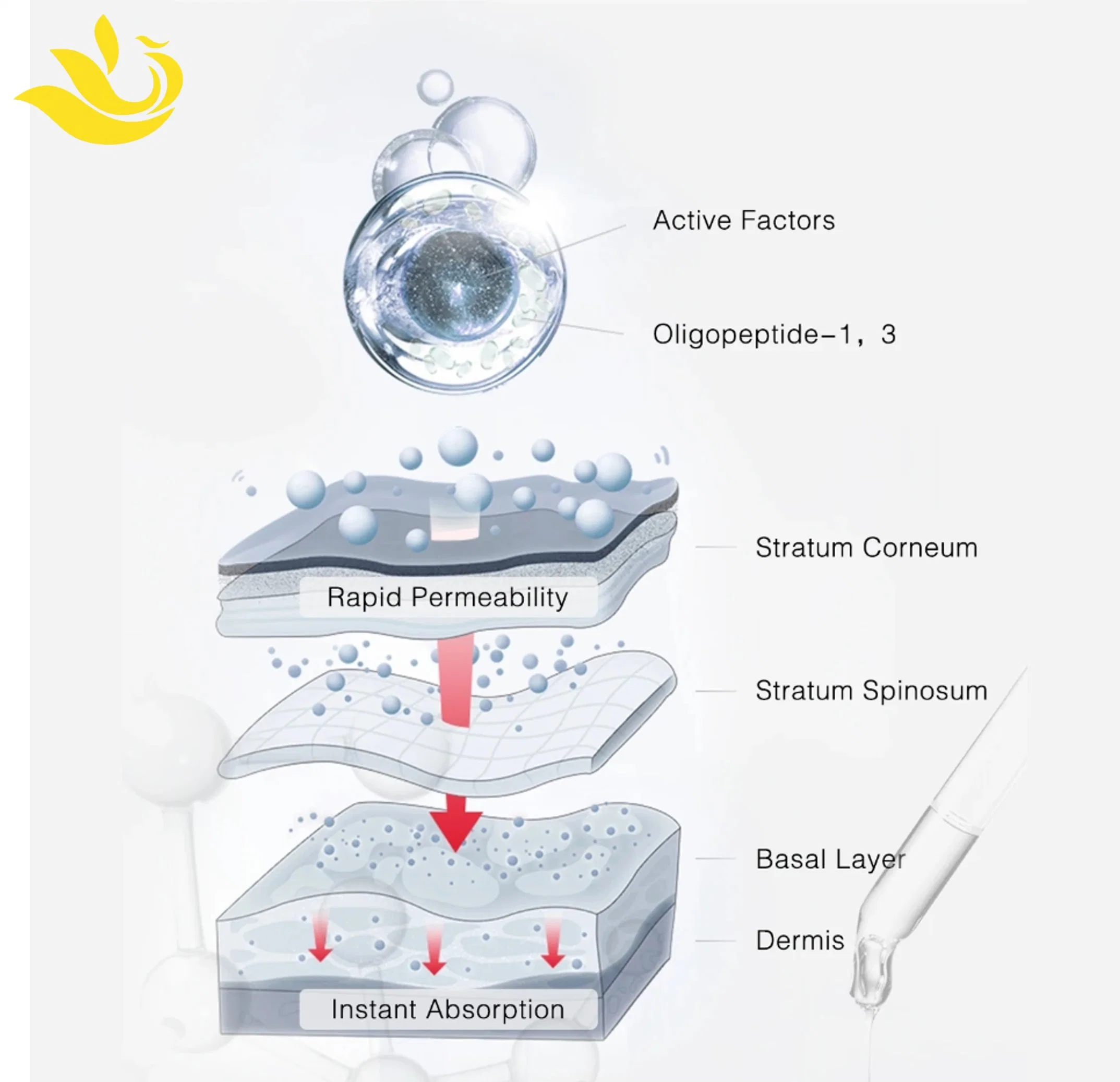 Reparación de la piel suero Cuidados de la piel esencia Nutrición profunda Moisturizing Freeze-Dried Juego de polvo