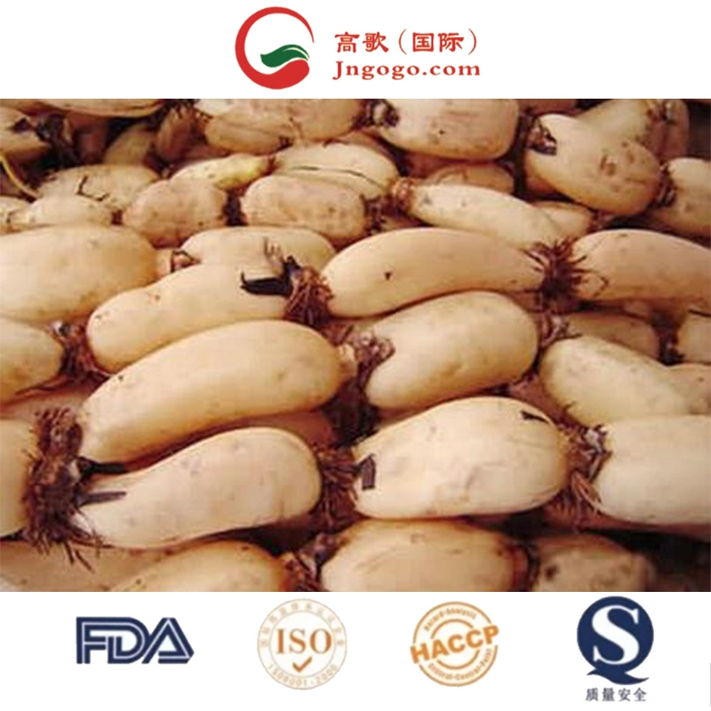 Wholesale/Supplier and Retail Dried Lotus Root Slices