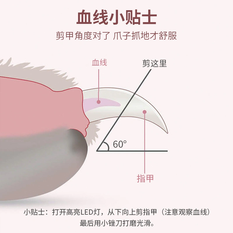 2023 Ножницы для ногтей Cat шлифовальная машина для собак Ножницы для ногтей ПЭТ ногтей Clippers LED Light Anti-Blood Bit Manicure Supplies ET Чистка A[[liance Cat Scissor
