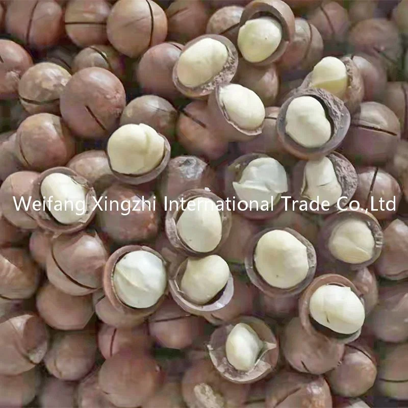 Chinese Low Price Roasted Macadamia Nuts for Wholesale